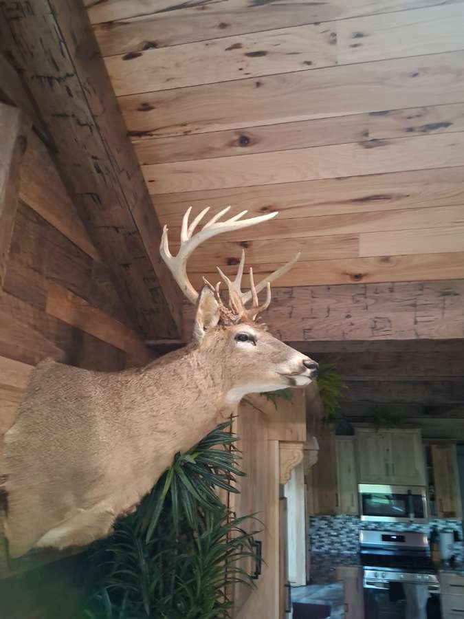booner junk buck mount.jpeg